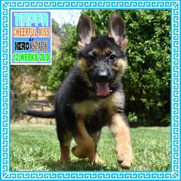KAPPA - Black and tan female German Shepherd puppy in Murrieta, California from Diamond Oaks German Shepherds