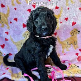 Pepper - Black female Goldendoodle puppy in Water Valley, Mississippi from Olympian Doodles