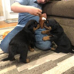Rottweiler Puppies from Bronx Von Bridges Rottweilers