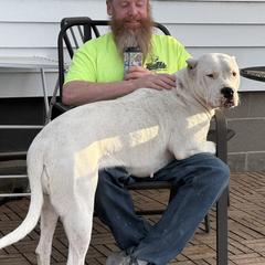 Doga - Dogo Argentino