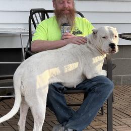 Doga - Dogo Argentino