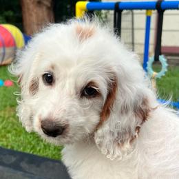 Cupcake is mint collar female from Stroodles Bake Sale litter - Parti female Goldendoodle puppy in Hamilton, Montana from Stroodles Doodles