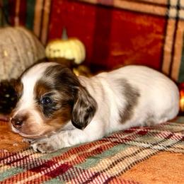 Larry - Piebald male Dachshund puppy in Trinity, Texas from Signature Sloan - Long Hair Dachshunds