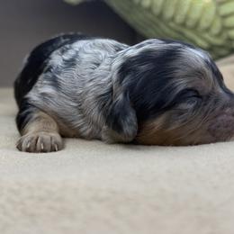 Cavapoo Puppies from Woodland poodles and Cavapoos
