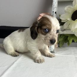Shiloh - Dapple male Dachshund puppy in Gilbertsville, Kentucky from DeLaunes Dachshunds