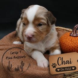 Chai - Red merle female Miniature Australian Shepherd puppy in Apache Junction, Arizona from Circle T Mini Aussies