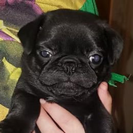 Pug Puppies from Ausband Farm Pugs