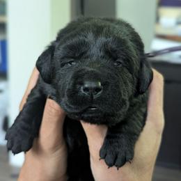 Purple collar - Black female Labrador Retriever puppy in Lithonia, Georgia from Marmolejos Labs