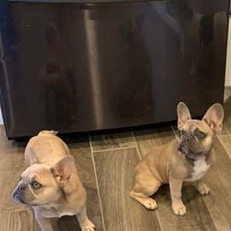 French Bulldogs from Firehouse Bulldogs