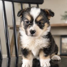 Fluffy - Black and tan female Pembroke Welsh Corgi puppy in Payson, Utah from Spring Creek Aussies + Corgis