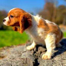 Warren - Blenheim male Cavalier King Charles Spaniel puppy in Watsontown, Pennsylvania from Huntsman Cavaliers