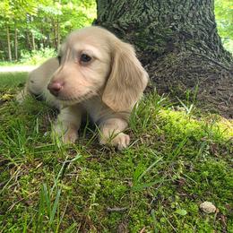Peg - Cream female Dachshund puppy in Grant, Michigan from Red Pyne Dashchuands