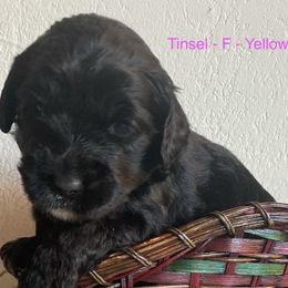 Chocolate - Chocolate female Australian Labradoodle puppy in Sedona, Arizona from Red Rock Doodles