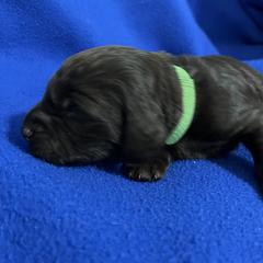 Boy 4 - Liver male Boykin Spaniel puppy in Stapleton, Alabama from Taensas Boykins