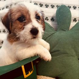 Ivy - White and tan female Russell Terrier puppy in Burns, Tennessee from Terrier Town of Tennessee