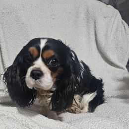 Aussiedoodle, Cavalier King Charles Spaniel, Companion Cross, French Bulldog, Goldendoodle, Morkie, Pomsky, Pug, and Yorkshire Terrier All Grown Up from We R Puppies