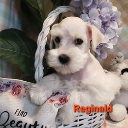 Miniature Schnauzer Puppies from Mountain View Schnauzers