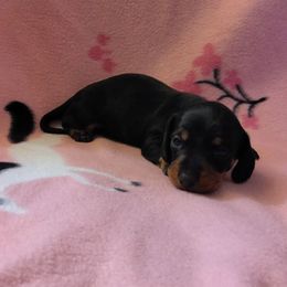 Spice - Black and tan female Dachshund puppy in Opelika, Alabama from Dachshund Darlins