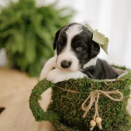 Prada - Black and white female Aussiedoodle puppy in Greensboro, North Carolina from Glendale Doodles