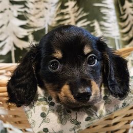 Black and Cream - Black and cream male Dachshund puppy in Panama City Fl, Florida from Southern Bliss Doxies