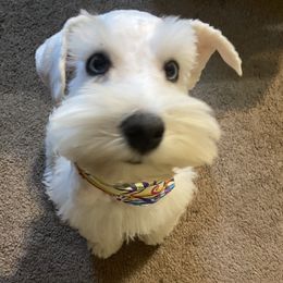 Miniature Schnauzer Puppies from Incredible_Schnauzers