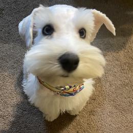 Miniature Schnauzer Puppies from Incredible_Schnauzers
