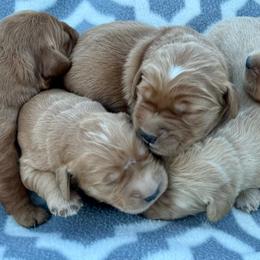 Girl 4 - Dark golden female Golden Retriever puppy in Tonasket, Washington from Denzil’s Goldens