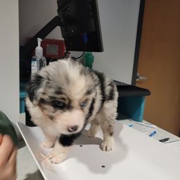 Australian Shepherd Puppies from Winsome Aussies