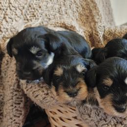 Miniature Schnauzers from Haven Hill Schnauzers