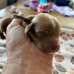 Rain - Apricot male Cavapoo puppy in Adrian, Oregon from ApplebyFarm