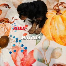 Matcha - Black and tan male Cavalier King Charles Spaniel puppy in Lehi, Utah from Angels and Nobility Cavaliers