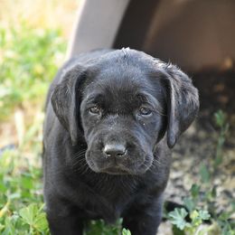 Labrador Retriever Puppies from Wagador Labrador Retrievers