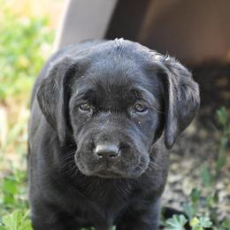Labrador Retriever Puppies from Wagador Labrador Retrievers