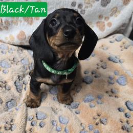 Green - Black and tan male Dachshund puppy in Moreno Valley, California from Rose Valley Doxies