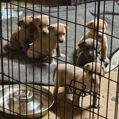 Blue Lacy Puppies from Red River Blue Lacys