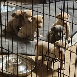 Blue Lacy Puppies from Red River Blue Lacys