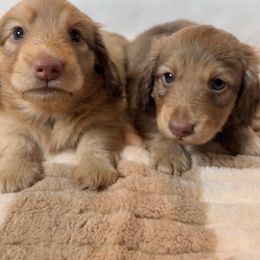 Dachshund Puppies from The Dach House