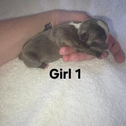 Girl 1 - Blue female Boston Terrier puppy in Ringgold, Georgia from A-K Boston Terriers