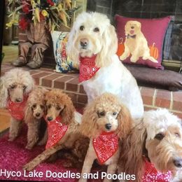 Goldendoodle and Poodle All Grown Up from Hyco Lake Doodles and Poodles