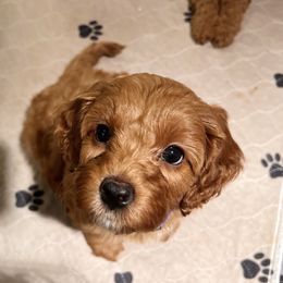 Assorted Doodle Crosses and Cavapoo Puppies from CavaloveNJ
