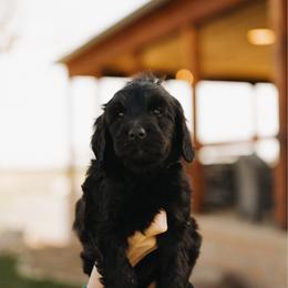 Waylon - Green Collar - Black male Goldendoodle puppy in Newell, Iowa from Front Porch Goldens