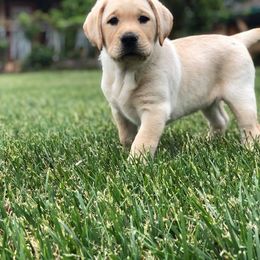 German Shepherd and Labrador Retriever Puppies from Varian Kennels