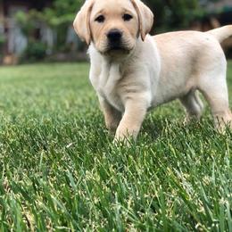 German Shepherd and Labrador Retriever Puppies from Varian Kennels