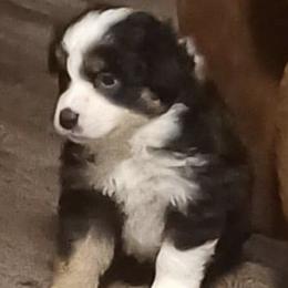 Boy 2 - Miniature Australian Shepherd puppy in Hillsville, Virginia from Lottie's Mini Aussies