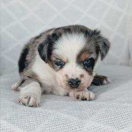 Girl 3 Blue - Blue merle female Australian Shepherd puppy in Yakima, Washington from Naches Heights Ranch