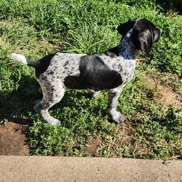 Boy 1 - Black and white male German Shorthaired Pointer puppy in North Syracuse, New York from Lake Effect GSP's