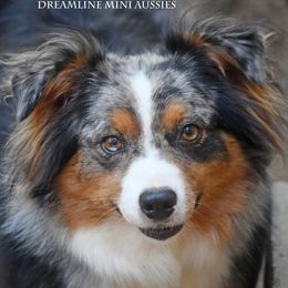 Paisley - Blue merle female Miniature Australian Shepherd puppy in Patterson, North Carolina from DreamLine Aussies