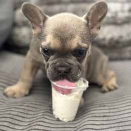 French Bulldog Puppies from Cert. Frenchies