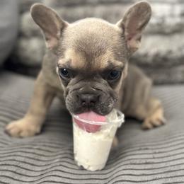 French Bulldog Puppies from Cert. Frenchies