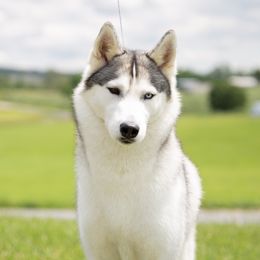 Naava - Siberian Husky